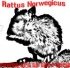 RattusNorwegicus